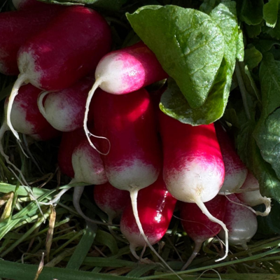 Botte de Radis Rose