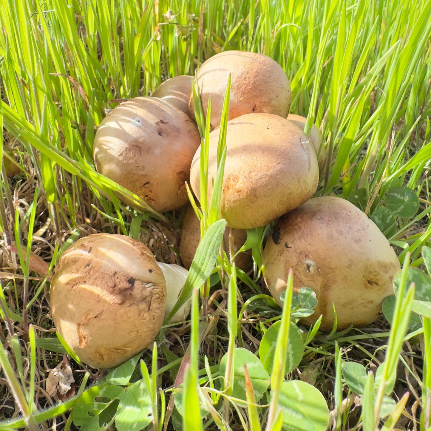 Champignons blancs ou brun