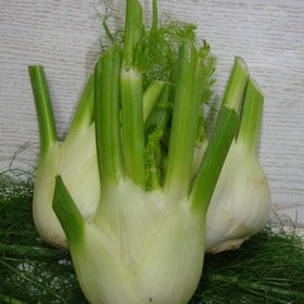 Fenouil
