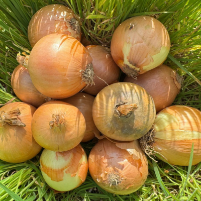 Oignons paille jaunes