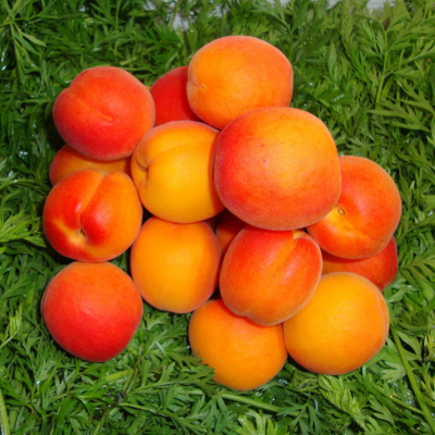 Abricots Bergeron