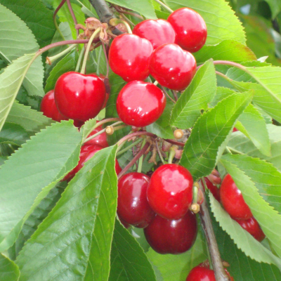 Cerises