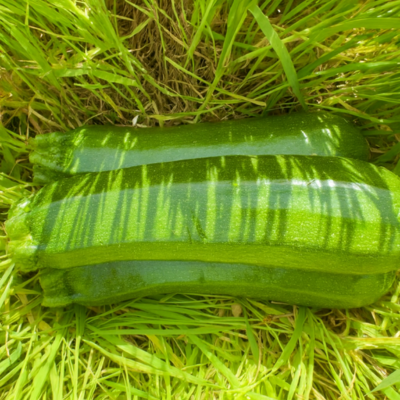 Courgettes longues
