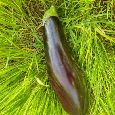 Aubergines