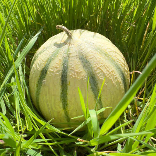 Melon (lot de 3)