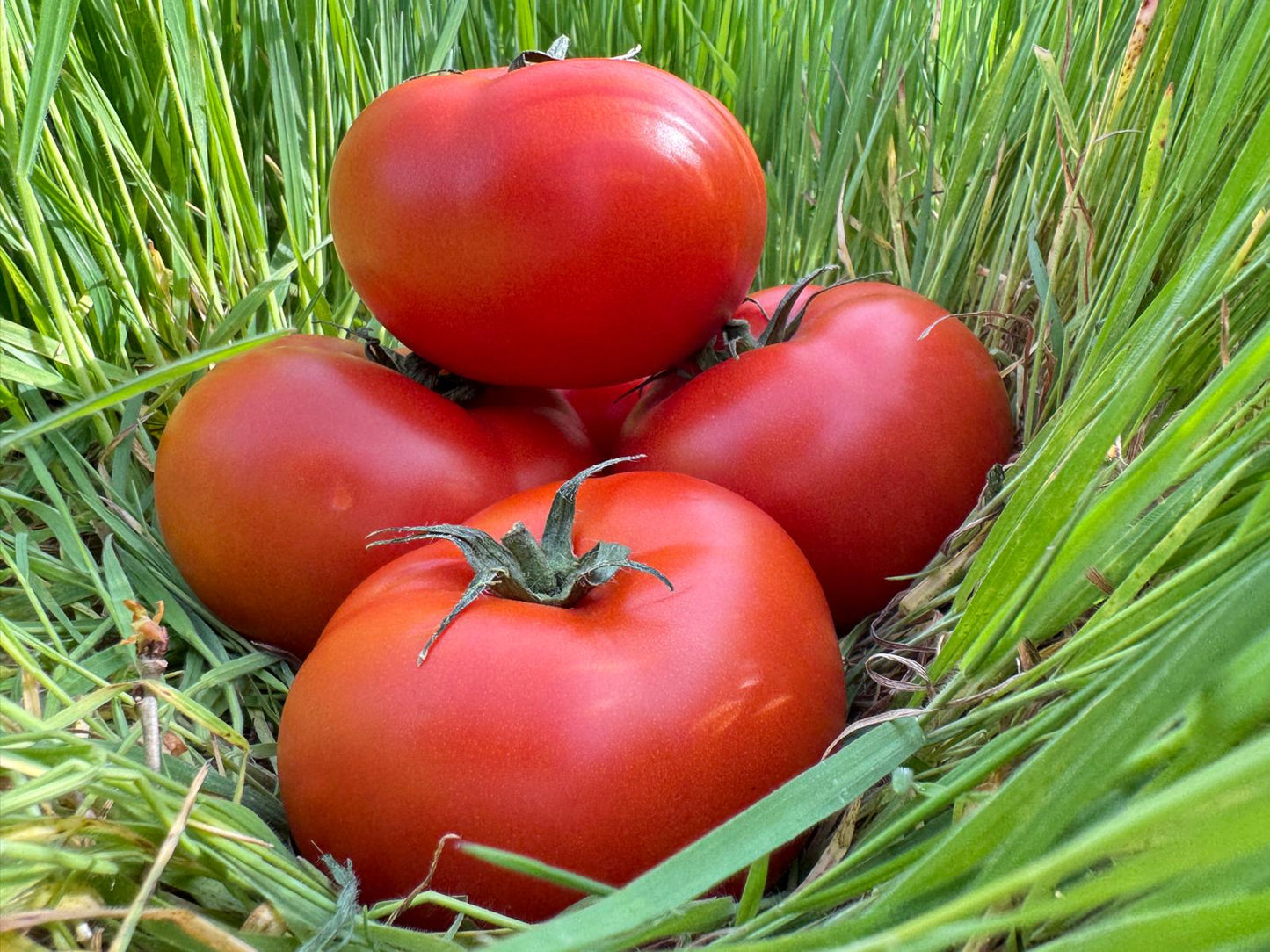 Tomates Rondes