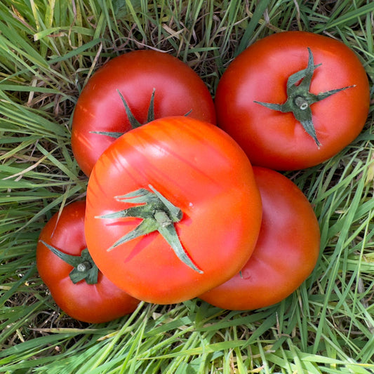 Tomates Rondes