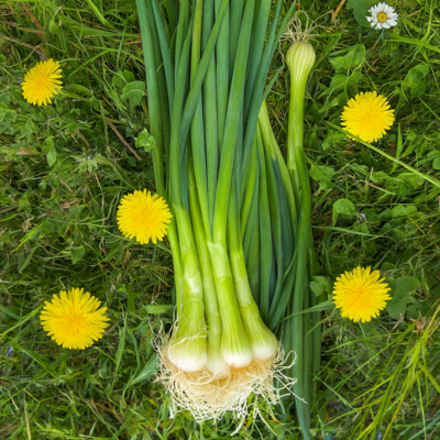Botte d'oignons frais