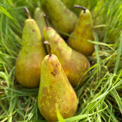 Poire conférence, alexandrine, comice