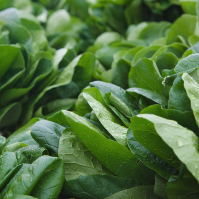 Epinards frais