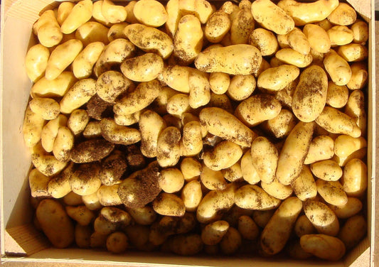 Pomme de terre Ratte tourbée