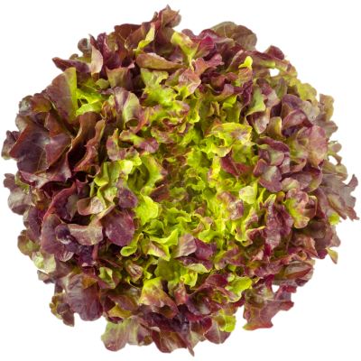 Salade feuille de chêne